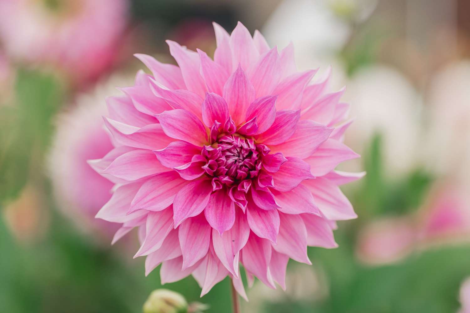 Dahlia 'Café au Lait Rosé'